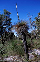Grass tree in flower {Xanthorrhoeaceae} Western Australia