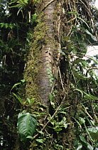 Climbing plants on trunk of rainforest tree, Costa Rica
