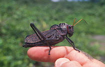 Locust on hand, Costa Rica