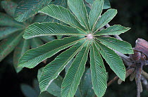 Leaf of rainforest plant, Costa Rica