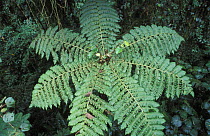 Tree fern leaves, Costa Rica