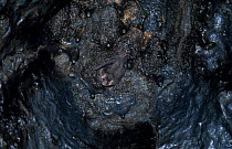 Common vampire bat {Desmodus rotundus} in cave, Nigaragua