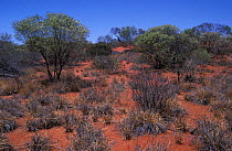 Red earth of the Outback, Western Australia