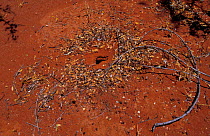 Ants nest in red earth of the Outback, Western Australia