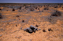 Cow dung on the red earth of the Outback