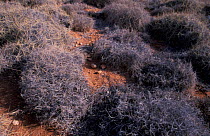 Spinifex grass bushes on the Outback, Cape Range NP, Western Australia