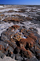 Red capped stromatolites, Hamelin Bay, Western Australia