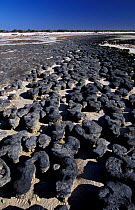 Stromatolites, Hamelin Bay, Western Australia