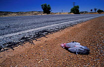 Galah cockatoo roadkill {Eolophus roseicapilla} Western Australia