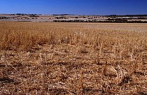 Wheat field stubble after harvest, York, Western Australia