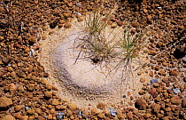 Ants nest in the Outback, Western Australia