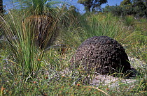 Termite mounds, Whiteman Park, Western Australia