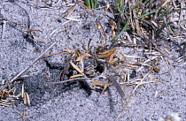 Wolf spider at nest burrow {Lycosidae} Western Australia