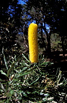 Banksia attenuata flowering, Whiteman Park, Western Australia
