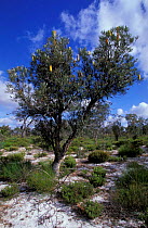 Banksia attenuata tree flowering, Whiteman Park, Western Australia