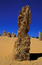 Pinnacles desert, Namburg NP, Western Australia