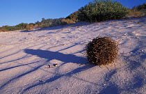 Spinifex grass ball on beach, Western Australia
