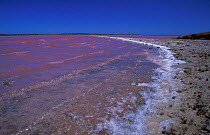 Hutt lagoon, pink with algae harvested for beta-carotene, Western Australia