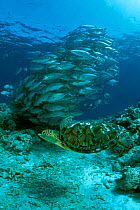 Green turtle {Chelonia mydas} & shoal of Bigeye jacks {Caranx sexfasciatus} Sipadan Is, Borneo  (Non-ex).