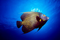 French angelfish {Pomacanthus paru} Cayman Island, Caribbean Sea, Atlantic  (Non-ex).