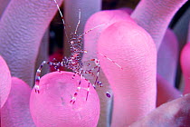 Cleaner shrimp {Periclimenes sp} on Giant anemone {Condylactis gigantea} Bahamas, Caribbean  (Non-ex).