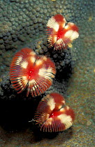 Feather duster tube worms {Anamobaea oerstedi} Virgin Is, Caribbean