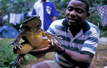 Man holding enormous Goliath frog  {Conraua goliath} Equatorial Guinea