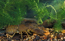 Common crayfish female with eggs under thorax {Astacus pallipes} Derbyshire, UK