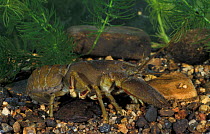 Common crayfish female with eggs under thorax {Astacus pallipes} Derbyshire, UK