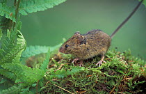 Northern birch mouse {Sicista betulina} Sweden