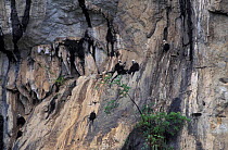 White-headed langurs on cliff face {Trachypithecus leucocephalus} Guangxi, China, 2002