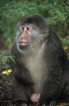 Stump-tailed / Tibetan macaque (Macaca thibetana) portrait, Sichuan, China