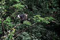 Chinese snub nosed / Yunnan golden monkey {Rhinopithecus bieti) China, 2002