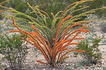 Ocotillo plants {Fouquiera splens} Chihuahuan desert, Mexico