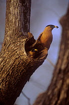 Black headed starling / myna {Sturnus pagodarum} pair at nest hole, India