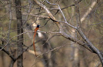Asiatic paradise flycatcher {Terpsiphone paradisi} perched in tree, India