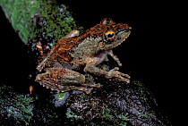 Frilled treefrog {Rhacophorus appiculatus} Kinabatangan river, Sabah, Borneo