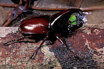 Rhinoceros beetle male {Xylotrupes gideon} Kinabatangan, Sabah, Borneo