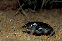 Shovel nosed / burrowing frog {Hemisus sp} Tsavo East NP, Keny