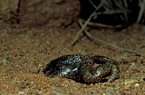 Shovel nosed / burrowing frog burrowing in sand {Hemisus sp} Tsavo East NP, Kenya