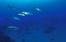 Schooling Tarpon fish {Albula vulpes}, Caribbean sea.