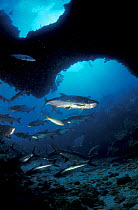 Schooling Tarpon fish in cave {Albula vulpes}, Caribbean sea..
