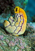 Sea squirt {Polycarpa aurata}, Bunaken, Sulawesi, Indonesia.