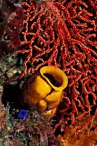 Sea squirt {Polycarpa aurata} with sea fan, Banda, Moluccas, Indonesia.