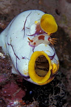 Sea squirt {Polycarpa aurata} with nudibranch. Sulawesi, Indonesia.