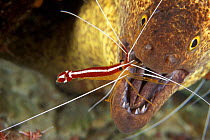 Yellow edged moray eel {Gymnothorax flavimarginatus} having mouth cleaned by Humpback cleaner shrimp {Lysmata amboinensis} Sabah Borneo ~(Non-ex).