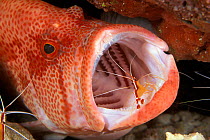 Scarlet cleaner shrimp {Lysmata amboinensis} in mouth of Tomato grouper {Cephalopholis sonnerati} Sabah Borneo  (Non-ex).