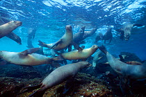 Juvenile Galapagos sealions playing {Zalophus californianus wollebake} Champion Is, Galapagos ~(Non-ex).