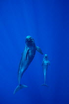 False killer whale and calf {Pseudorca crassidens}  Hawaii, Pacific Ocean ~(Non-ex).
