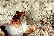 Ring-eye jawfish male expels larvae after brooding eggs in mouth for a week {Opistognathus sp} Borneo  (Non-ex).